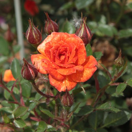 Rosa  Baby Darling™ - pomarańczowy - Róże pienne - z drobnymi kwiatami - korona zwarta